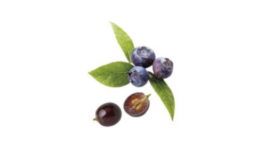 C&eacute;lulas vegetales del Ar&aacute;ndano rojo y de la Uva Negra de Borgo&ntilde;a